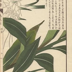 Rhizome and leaves of Chinese alpinia, Alpinia