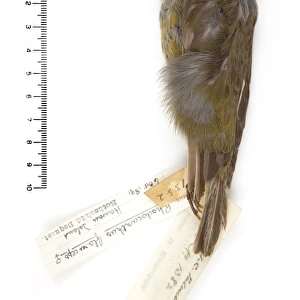 Rhodacanthis flaviceps, lesser koa-finch
