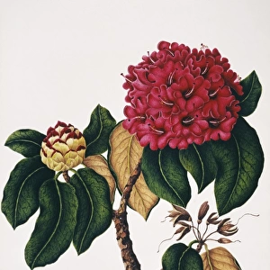 Rhododendron arborcum, Indian rosebay