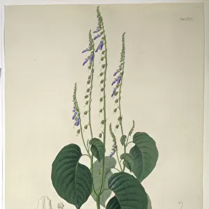 Rhynchoglossum obliquum