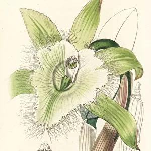 Rhyncholaelia digbyana orchid