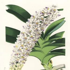 Rhynchostylis gigantea orchid