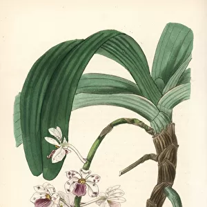 Rhynchostylis gigantea subsp. violacea orchid