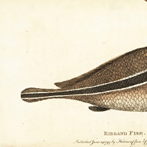 Ribband fish, unknown species