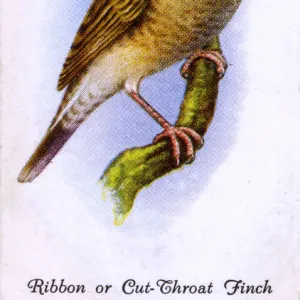 Ribbon or Cut-Throat Finch