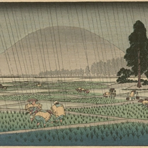 Rice planting in rain