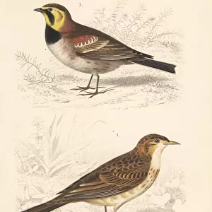 Richards pipit and horned or Przewalskis lark