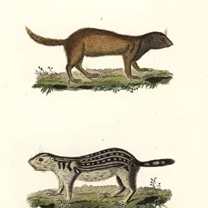 Richardsons ground squirrel and thirteen-lined