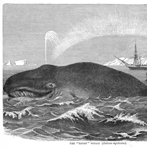 A RIGHT WHALE