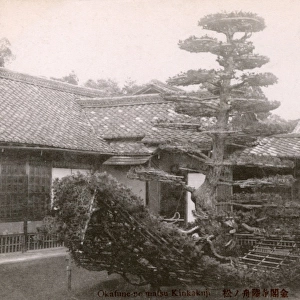 Rikusho-no-Matsu boat-shaped pine tree - Kinkakuji Temple