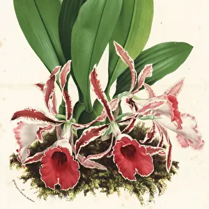 Rimmed trichopilia orchid, Trichopilia marginata