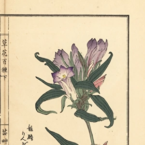 Rindou or Japanese gentian, Gentiana scabra