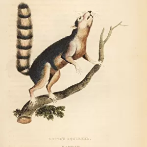 Ring-tailed ground squirrel, Notocitellus annulatus