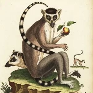 Ring-tailed lemur, Lemur catta. Endangered