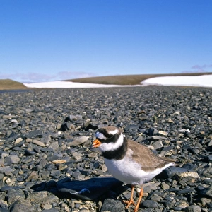 RINGED PLOVER - typical nest in a pebble beach