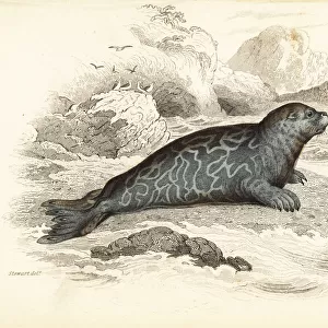 Ringed seal, Phoca hispida