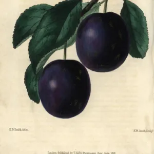 Ripe blue purple Old Brompton Plum, Prunus domestica