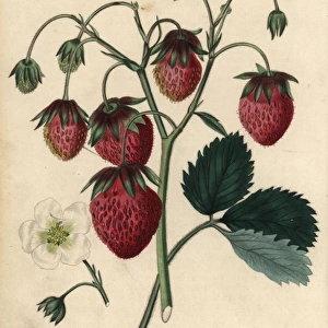 Ripe fruit and flower of the Roseberry Strawberry