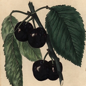 Ripe fruit and leaves of the Black Tartarian