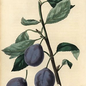 Ripe fruit and leaves of the Blue Imperatrice