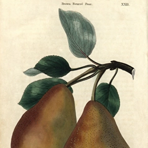 Ripe fruit and leaves of Brown Beurre Pear, Pyrus communis