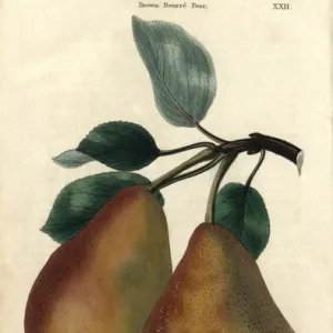 Ripe fruit and leaves of Brown Beurre Pear, Pyrus communis