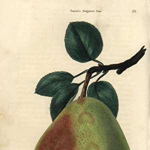 Ripe fruit and leaves of Gansels Bergamot