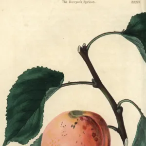 Ripe fruit and leaves of the Moorpark Apricot