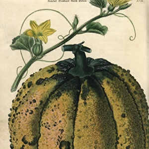 Ripe fruit, vine and yellow flowers of the