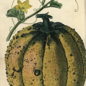 Ripe fruit, vine and yellow flowers of the