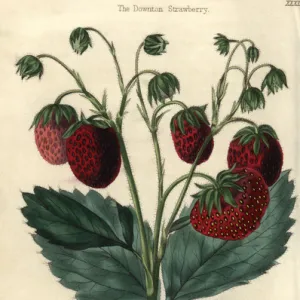 Ripe red fruit and leaves of the Downton Strawberry