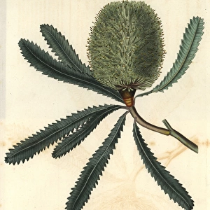 Rival banksia or Wallum banksia Banksia aemula