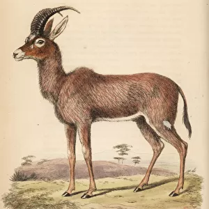 Roan antelope, Hippotragus equinus