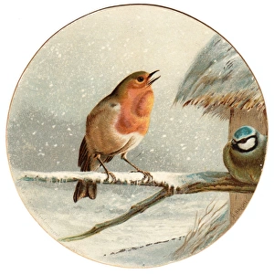 Robin and blue tit on a circular Christmas card