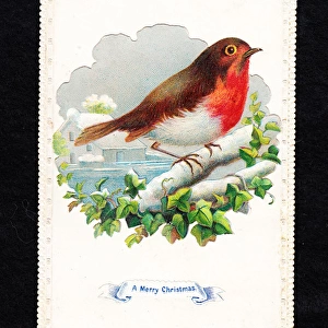 Robin in the snow with ivy on a Christmas card