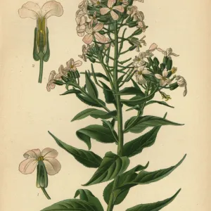 Rocket, Hesperis matronalis