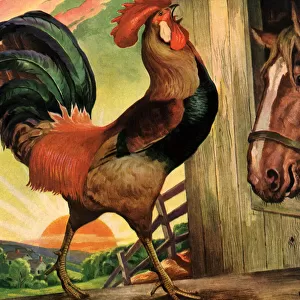 Rooster Crowing Date: 1945