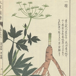 Root, leaves and tiny white florets of Japanese