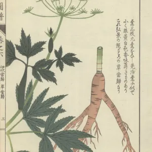 Root, leaves and tiny white florets of Japanese