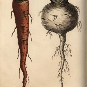Root vegetables, carrot Daucus carota and turnip
