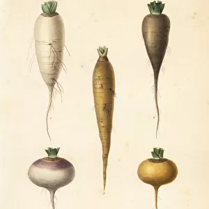 Root vegetables, racines alimentaires