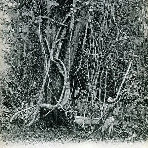 Rope Tree, Trinidad and Tobago, West Indies