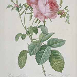 Rosa centifolia foliacea, leafy rose