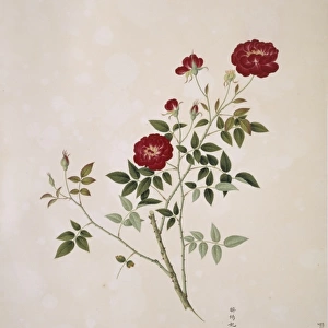 Rosa cf. chinensis, china rose