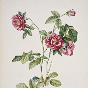 Rosa cf. damascena, damask rose
