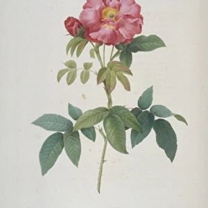 Rosa gallica caerulea, bluish-leaved provins rose