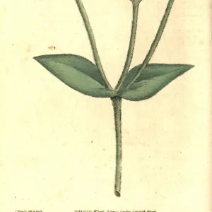 Rose campion, Silene coronaria