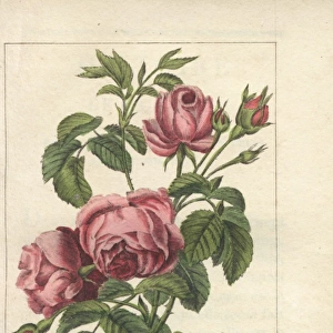 Rose a cent feuilles, Rosa centifolia