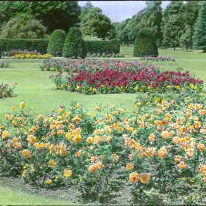 Rose garden at Kew Gardens