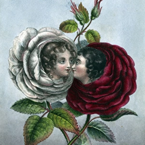 Rose Girls